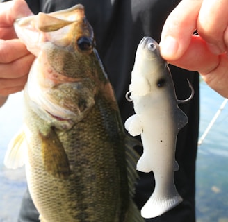 A person is holding a real fish in one hand and a lifelike fish lure in the other. The fish appears to be freshly caught, with water in the background indicating a lakeside or riverside setting.