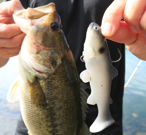 A person is holding a real fish in one hand and a lifelike fish lure in the other. The fish appears to be freshly caught, with water in the background indicating a lakeside or riverside setting.